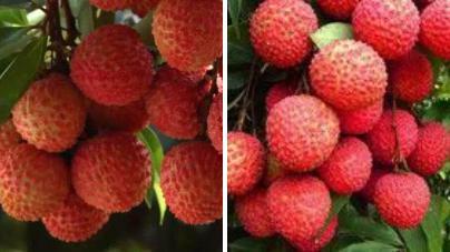 1592707523489716.jpg 荔枝1.jpg