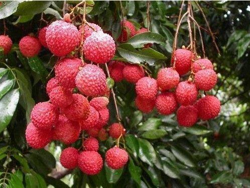 1592707844916393.jpg 荔枝3.jpg